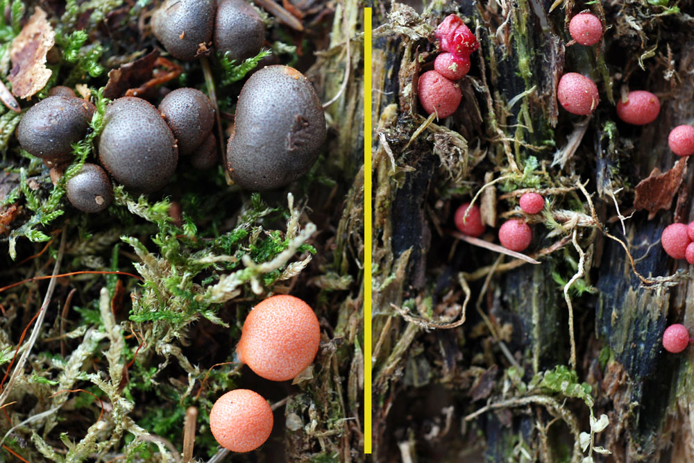 Lycogala epidendrum-Lycogala terrestre - conafronto